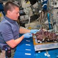 NASA tiria, ką galima užauginti kosmose