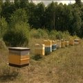 „Apie ūkį ir bites“: šios vasaros medunešis ir Kaimo plėtros programa (2009.10.10)