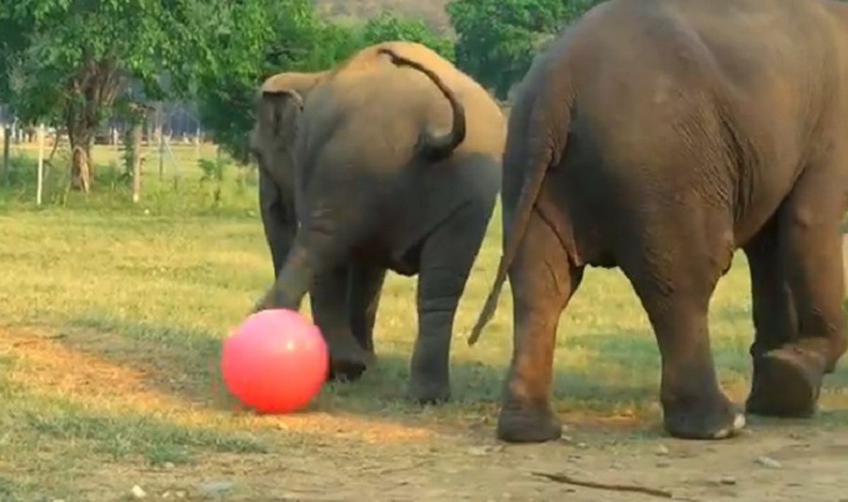 Drambliai žaidžia su kamuoliu
