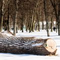 Vilniaus aplinkosaugininkai imasi tyrimo dėl nupjautų 26 medžių: savivaldybė tam nebuvo išdavusi leidimo