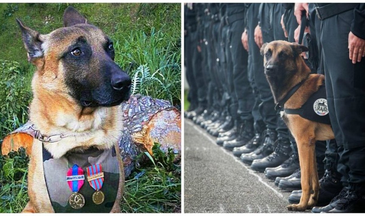 Pasaulio šunys atiduoda pagarbą žuvusiai Diesel (dešinėje)