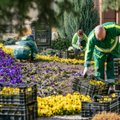 Gėlininkai – apie prasidedantį pavasarinių gėlių sodinimo sezoną: kovo mėnesio šalnas ištverti gali ne visi augalai