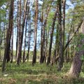 ES patvirtino naują miškų strategiją: numatyta griežta apsauga ir milijardai naujų medžių