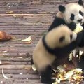 „Slaptas pandų gyvenimas“ (XIV): maistu nesidalinanti mama