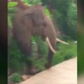 Atklystantys laukiniai drambliai trikdo pietvakarių Kinijoje esančio kaimelio gyvenimą