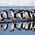 Atrastos už žmogų didesnio pingvino liekanos