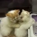 Mieliausias vaizdo įrašas: kačiukas daro masažą