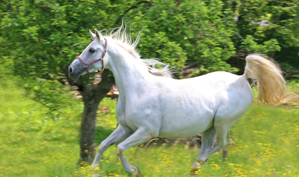 Baltas žirgas