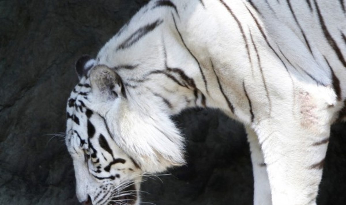 Baltasis Bengališkas tigras Dusit zoologijos sode, Bankoke 