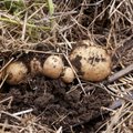 Литовская служба выясняет, не заражена ли импортная картошка