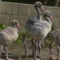 Prahos zoologijos sode tėvų palikti flamingai žengia pirmuosius žingsnius