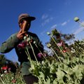 JT: Mianmaras tapo didžiausiu opijaus gamintoju pasaulyje