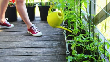 Jūsų pomidorai balkone vis dar nemezga vaisių? Pasitikrinkite, ar nepadarėte bent vienos iš šių 8 klaidų