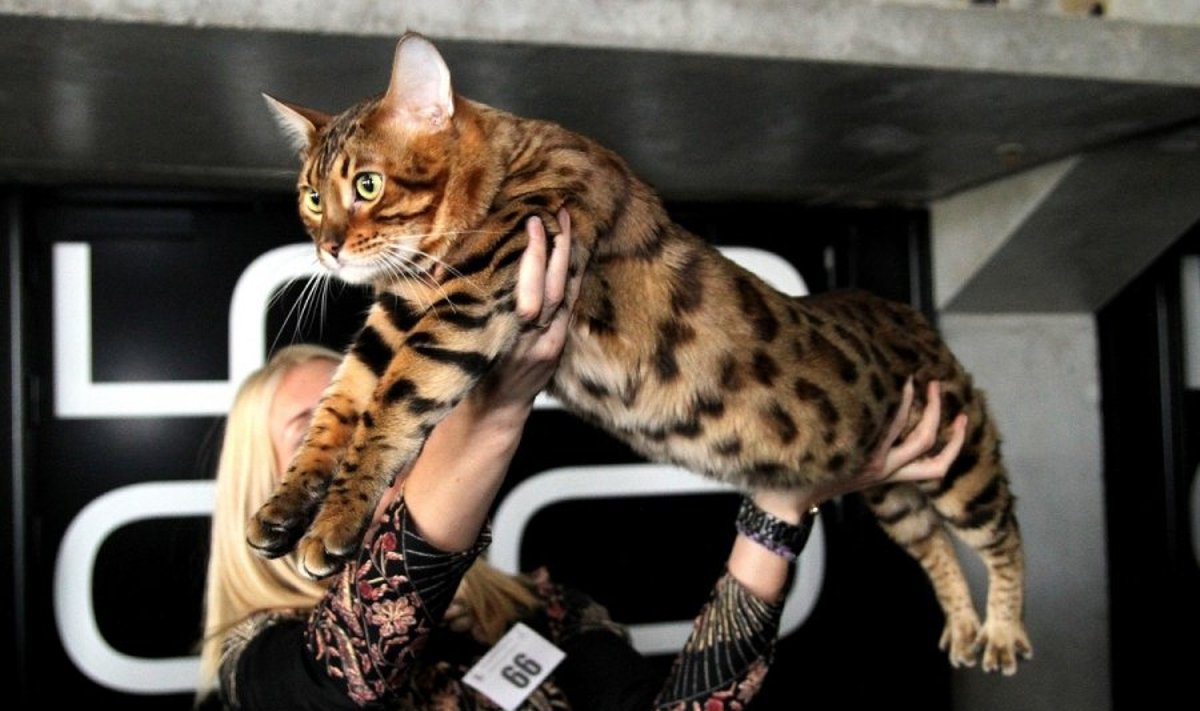 Bengalijos katė kailio raštu primena leopardą