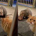 Vargšas katinėlis: jo reakcija į maisto vagį prajuokino internautus
