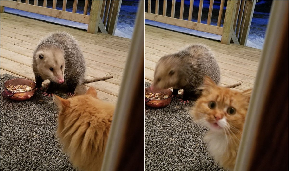 Katino reakcija į maisto vagį