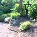 Vietoj daržo sukūręs japonišką sodą nė kiek nesigaili: čia kasdien vyksta maži stebuklai