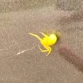 Skaitytojo klausimas: radome geltoną voriuką, kaip jis vadinasi?
