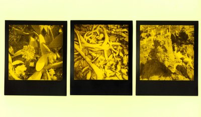 Darius Vaičekauskas, polaroidų paroda „black_yellow_darkroom“ KKKC