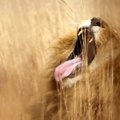 PAR iš draustinio pabėgo 14 liūtų būrys