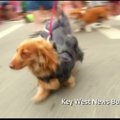 Floridoje Naujųjų metų iškilmės prasidėjo šunų eitynėmis