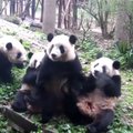 „Slaptas pandų gyvenimas“ (XVI): pradingęs skanėstas
