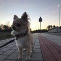 Vilniuje dingo čihuahua veislės šuniukas Sidas: prašo pagalbos