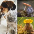 Tobulos gyvūnų nuotraukos: vaizdai, virpinantys daugybę širdžių