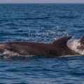 Naujojoje Zelandijoje išgelbėti septyni ant kranto užplaukę delfinai