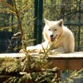 Legendinis Kauno zoologijos sodas ruošiasi užverti duris: aiškėja, koks likimas laukia gyvūnų