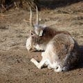 Tūkstančius nykstančių antilopių Kazachstane išžudė Baikonūro kosmodromas?