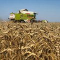 Paskelbtas Ukrainos grūdų derlius ir eksportas