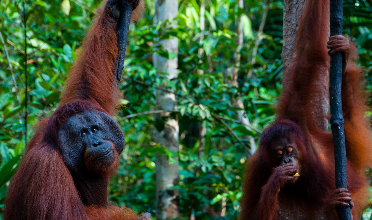 Orangutangai