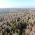Miško pramonės atstovai nepatenkinti ministerijos ruošiamomis įstatymų pataisomis – nori tęsti Nacionalinį miškų susitarimą