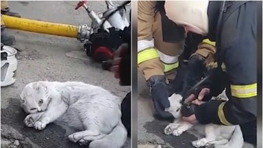 Širdį virpinantis vaizdas: nufilmavo, kaip Ukrainos ugniagesiai gaivina iš gaisro išgelbėtą katytę