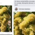 Feisbuke sparčiai išplitęs vaizdas apie milžiniškas vynuogių kekes Ukrainoje sulaukė ekspertų reakcijos