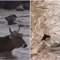 Po Kachovkos užtvankos griūties išplito graudus įrašas: gyvūnus įkalino potvynio vanduo
