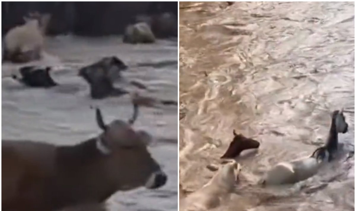 Potvynio įkalinti gyvūnai Stopkadras
