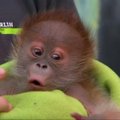 Berlyno zoologijos sode pasirodė TV žvaigždė orangutaniukė Rieke