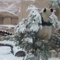 Krisk iš juoko: didžioji panda Maskvoje iškrito iš eglutės