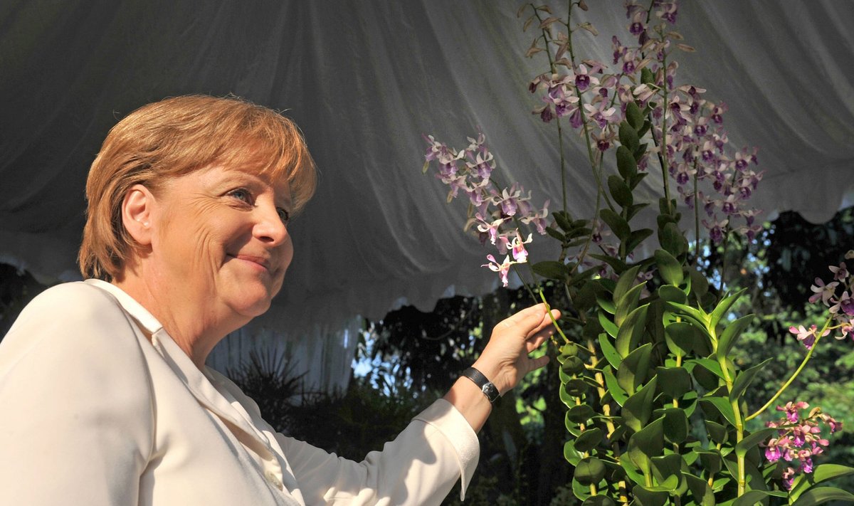 Singapūre viena orchidėjų veislė pavadinta Angelos Merkel vardu