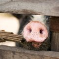 Švelninami dėl Afrikinio kiaulių maro įvesti ribojimai