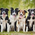 Veterinarijos gydytojas-ortopedas: šunų treniruotės iki nukritimo nėra sveika nė vienai veislei