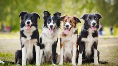 Veterinarijos gydytojas-ortopedas: šunų treniruotės iki nukritimo nėra sveika nė vienai veislei