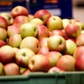 Obuoliai karaliauja ir žiemą: nauda organizmui ir patarimai, kokiomis sąlygomis juos laikyti, kad kuo ilgiau išliktų švieži