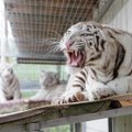 Šalia Klaipėdos apsigyveno trys baltosios tigrės