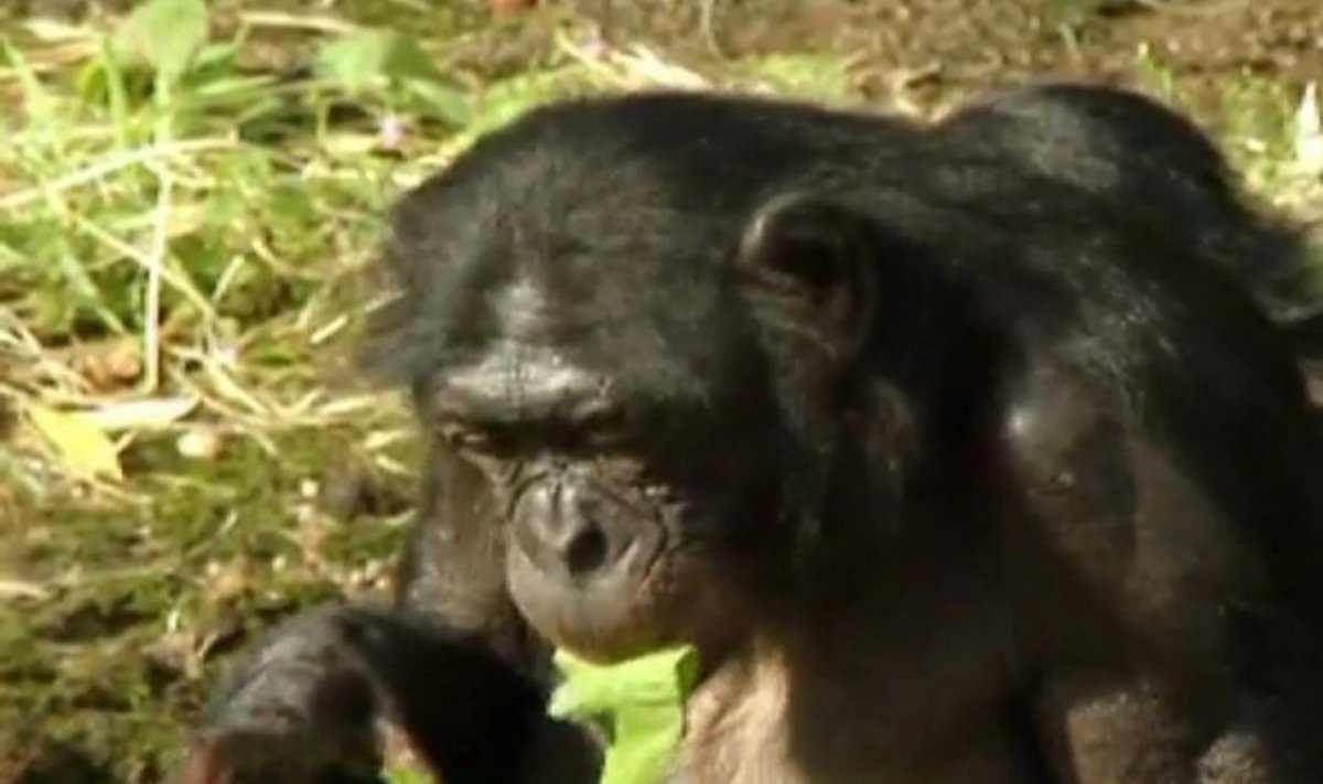 Mažoji šimpanzė