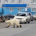 Rusijos miestą šiurpina išsekęs ir badaujantis lokys: nusilpęs žvėris nebereaguoja net į spūstis