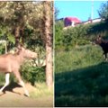 Laukiniai gyvūnai ir toliau plūsta į miestą: Kaune nufilmuotas besiblaškantis briedis