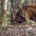 Nepalas pradėjo Bengalijos tigrų surašymą